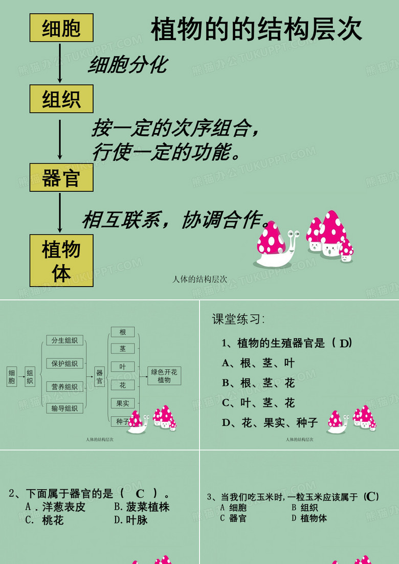 人体的结构层次