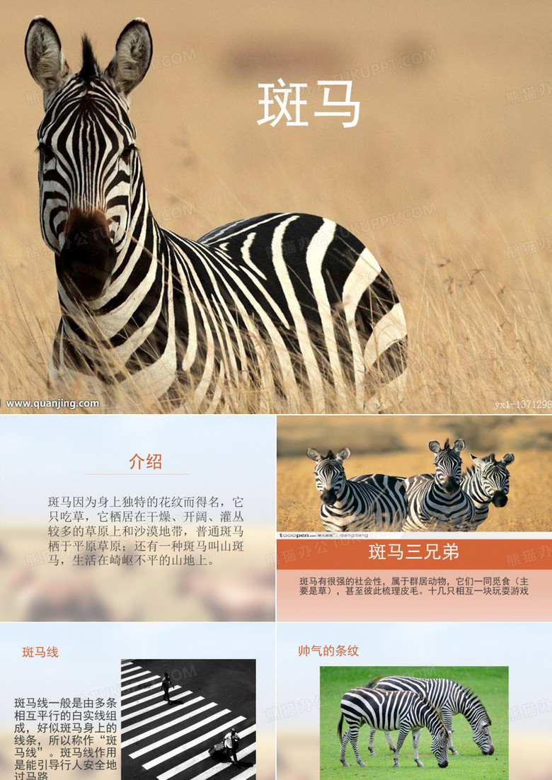 斑马