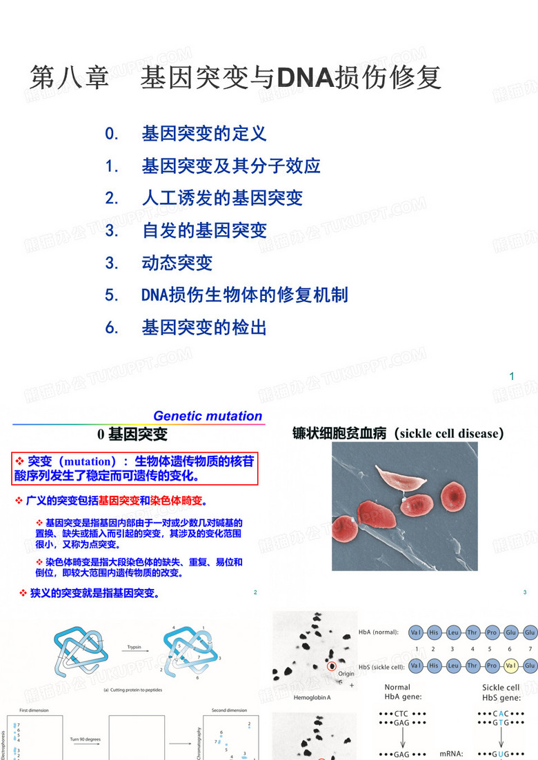 基因突变-DNA损伤与修复