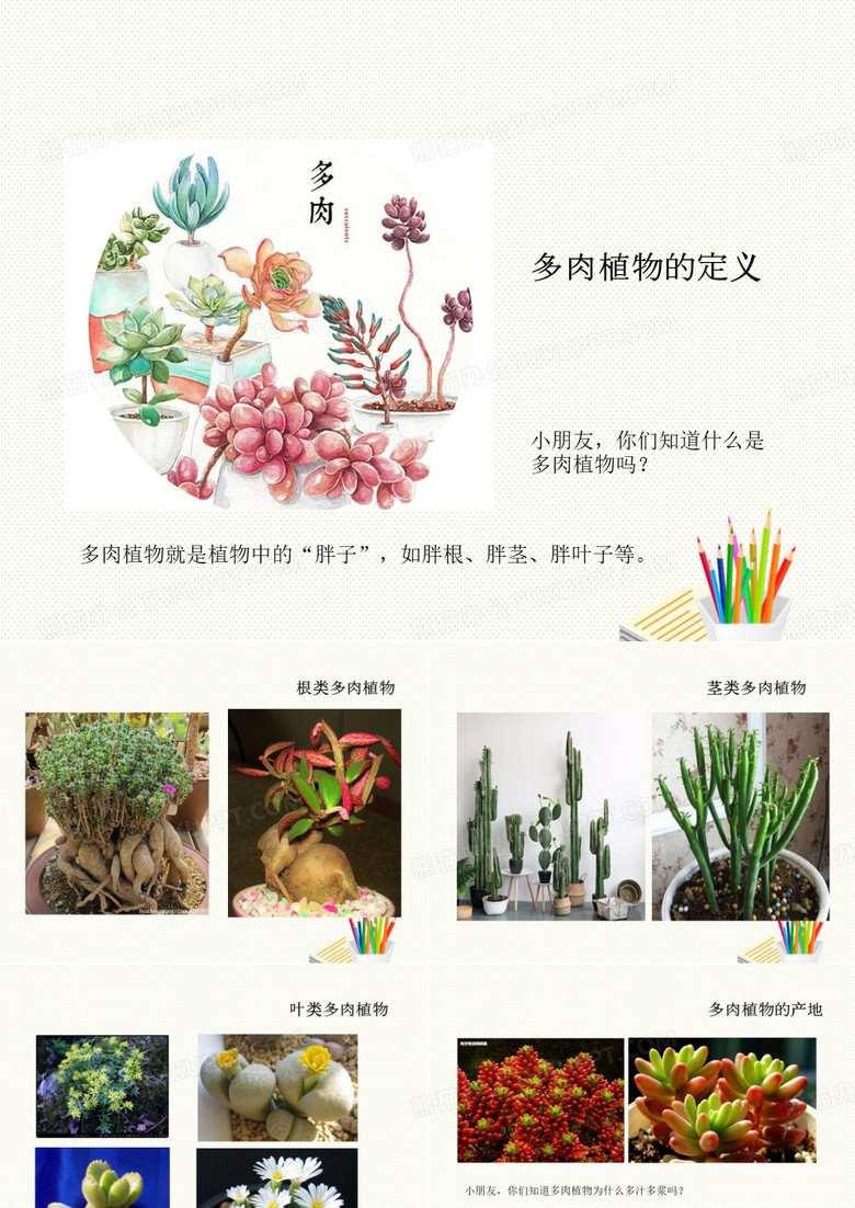 幼儿园《多肉植物》