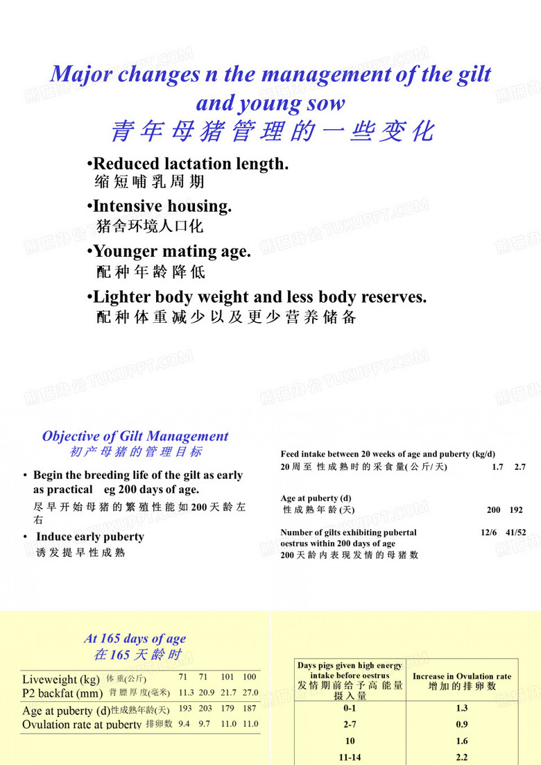 青年母猪管理