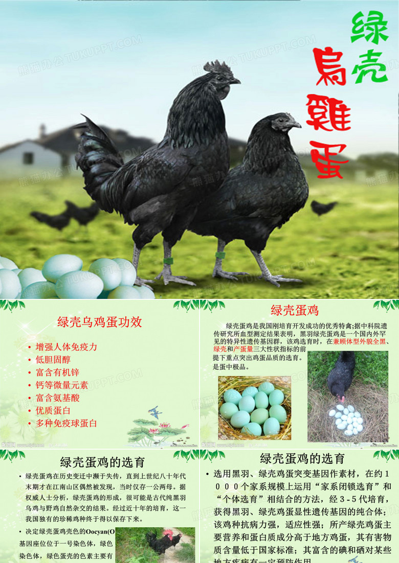 绿壳乌蛋鸡