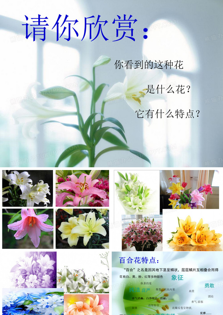 《百合花》