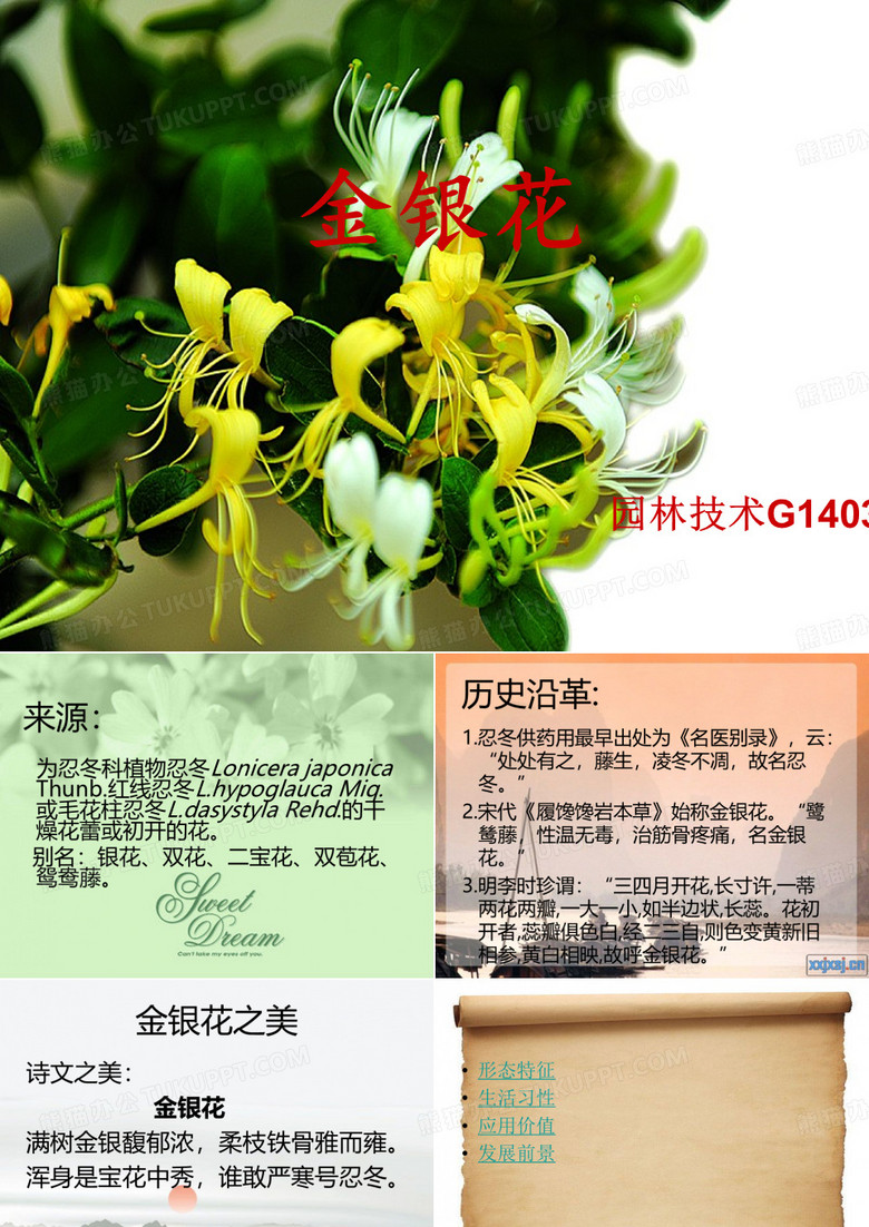 金银花全解