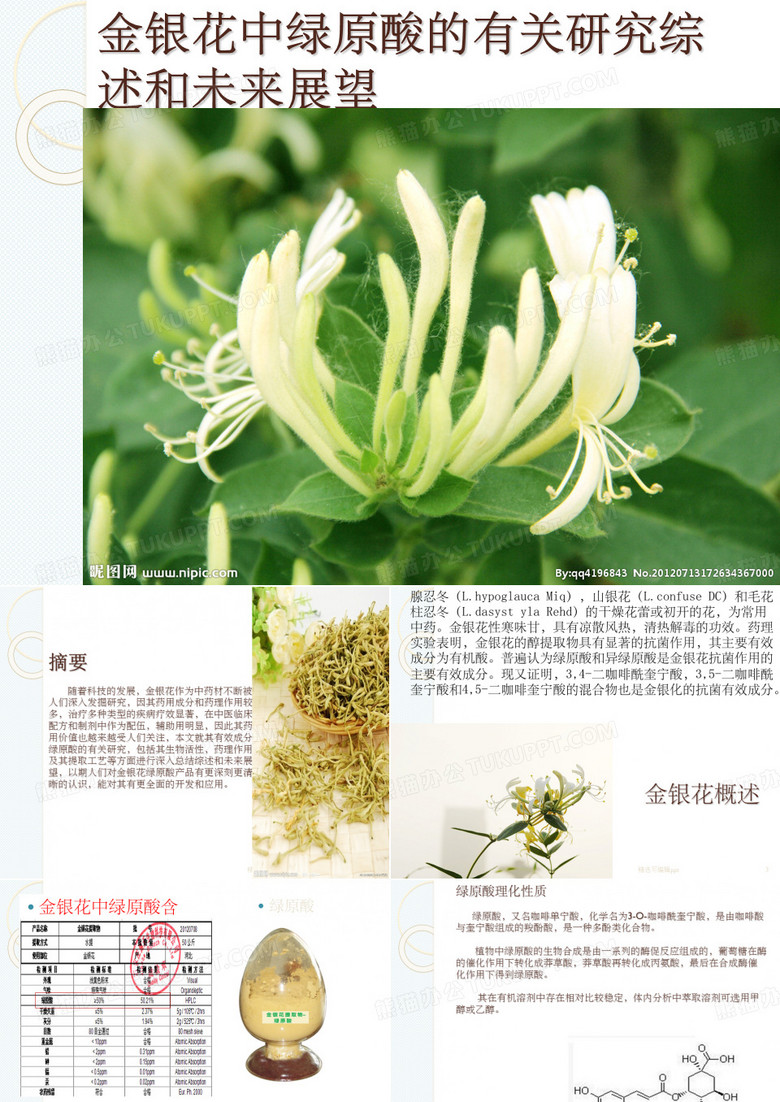 金银花ppt