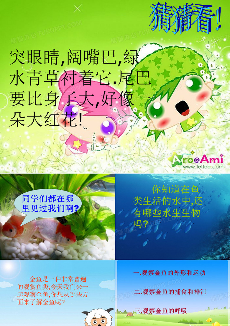金鱼课件