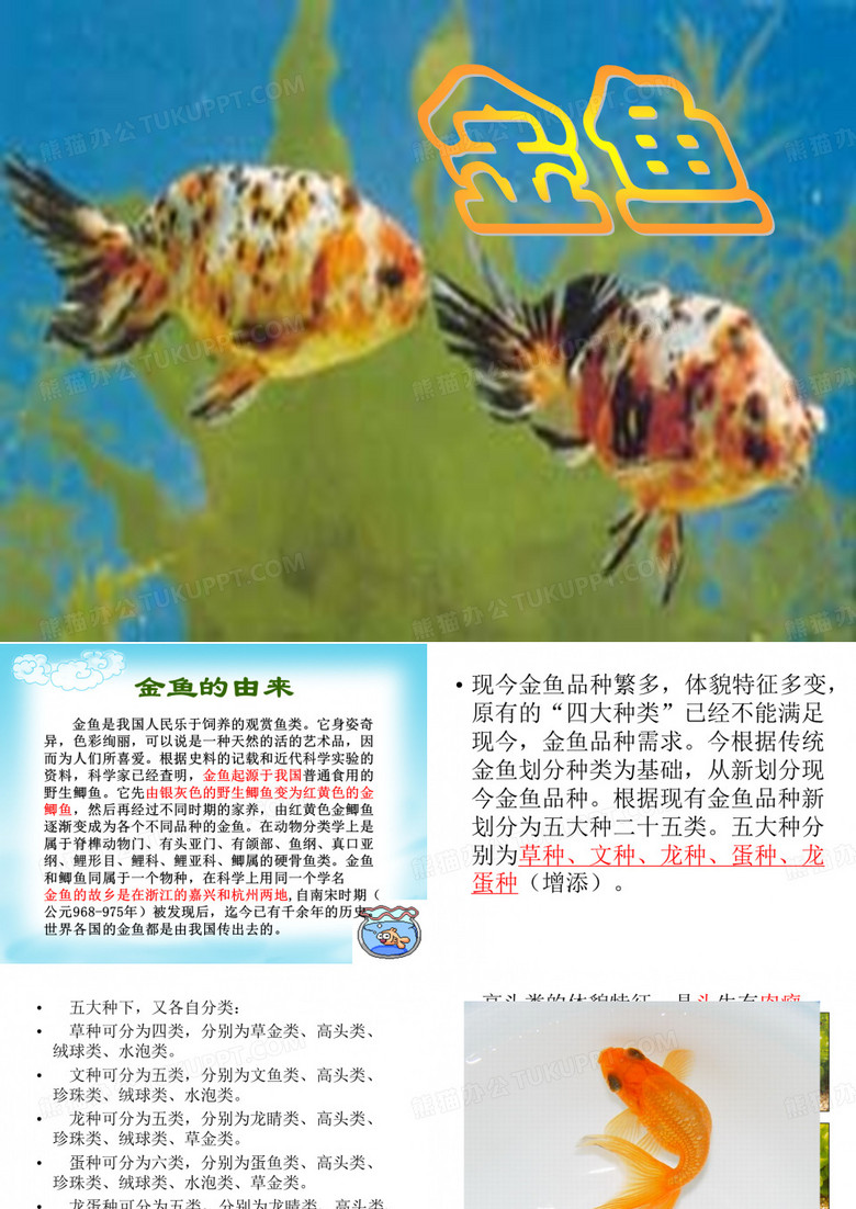 金鱼种类