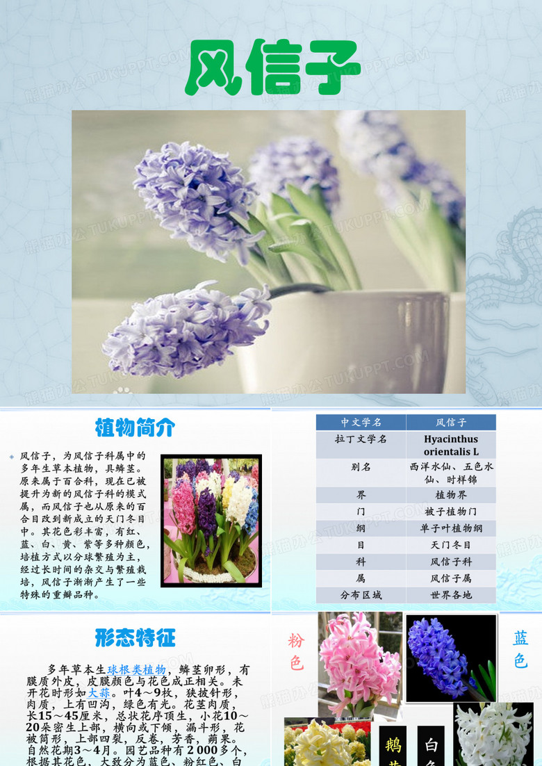 风信子的成长