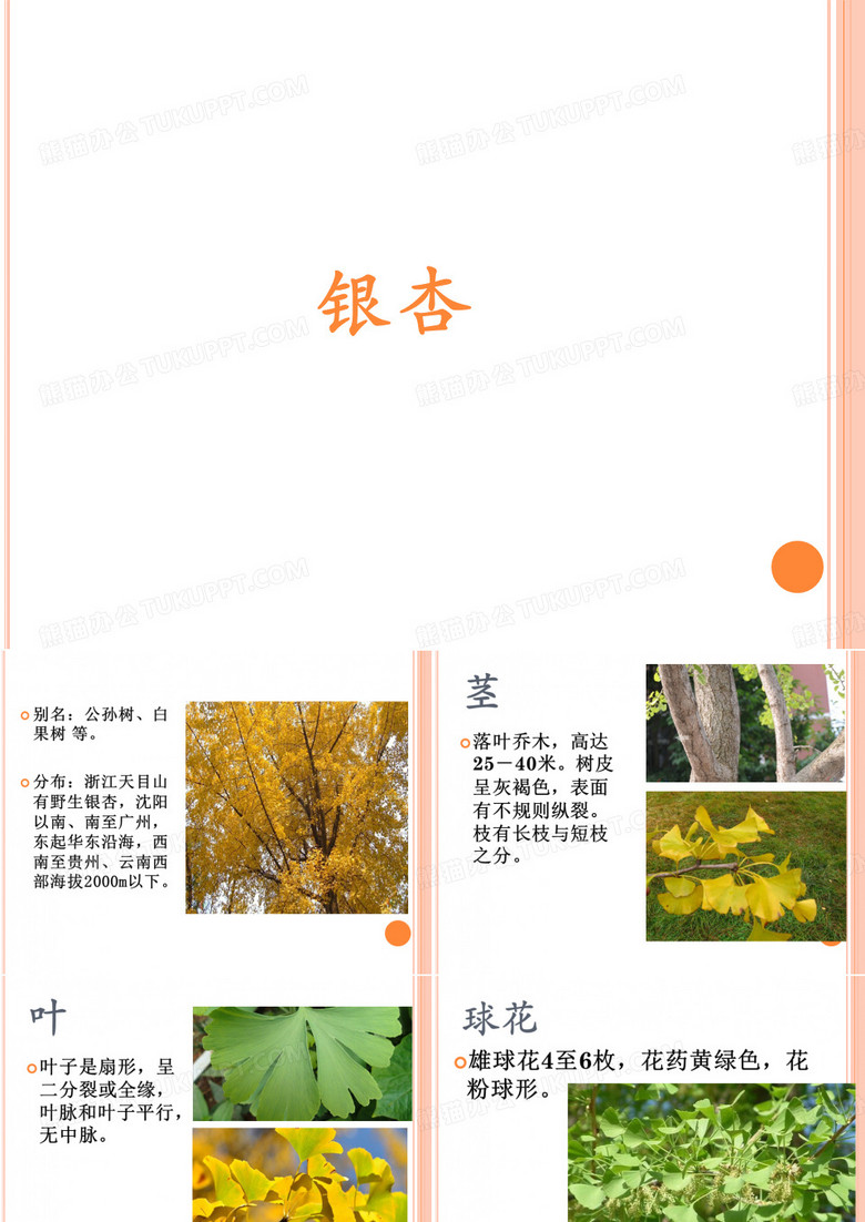 银杏