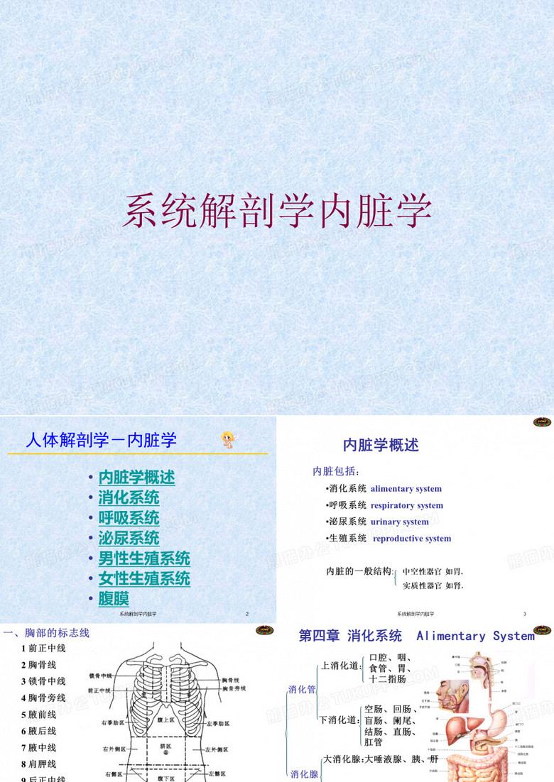 系统解剖学内脏学培训课件