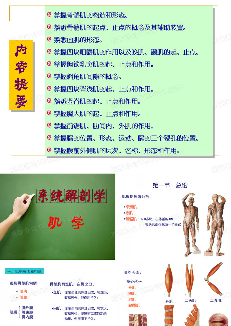 肌学