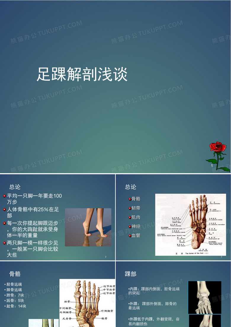 (医学PPT课件)足踝部解剖讲座