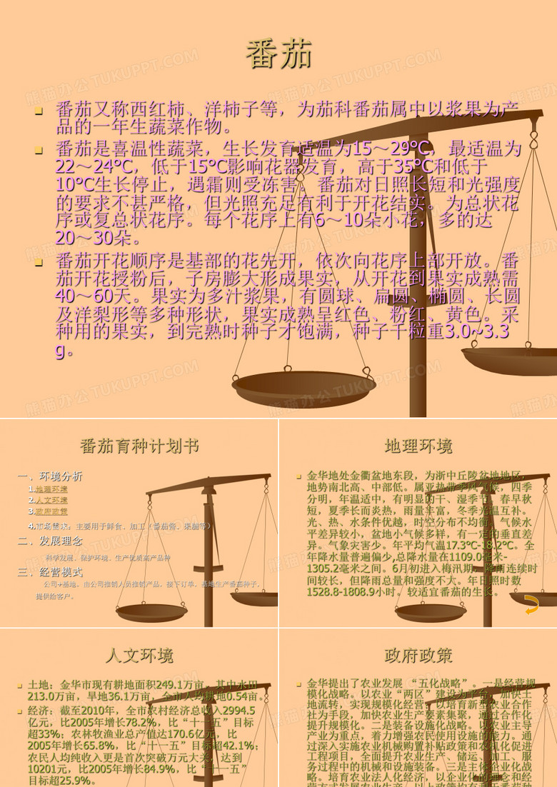 番茄种子生产