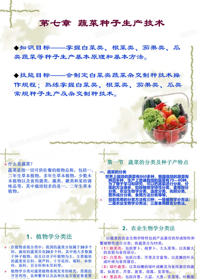 大白菜种子生产
