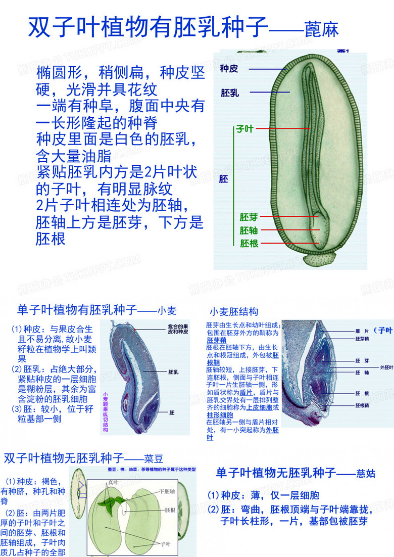 种子和果实