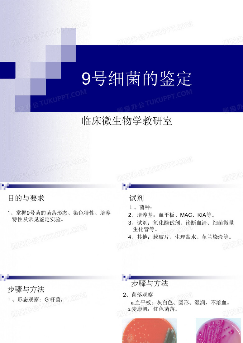 四季青草坪种子