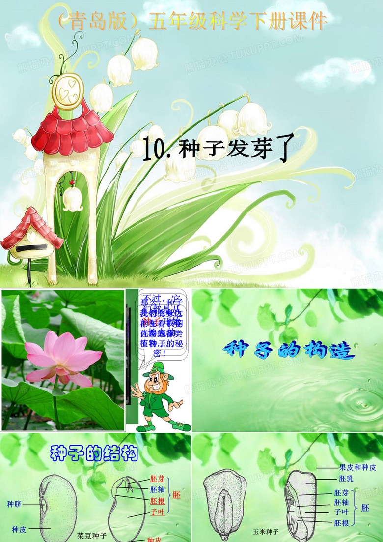 种子萌发PPT课件