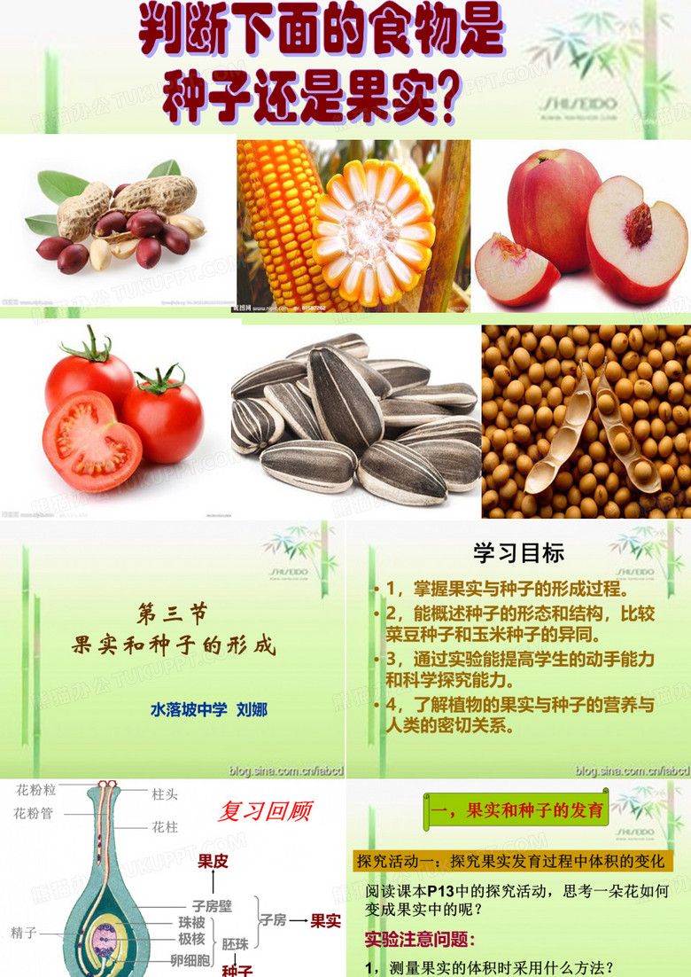果实和种子的形成