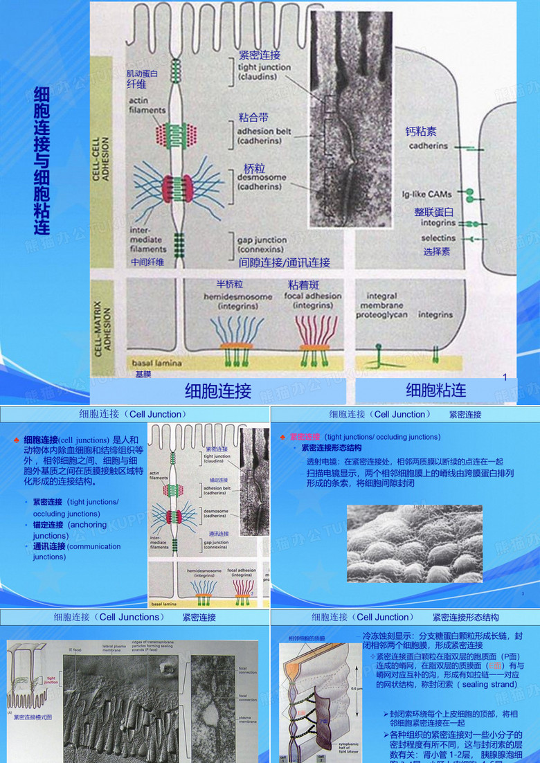 [生物学]细胞生物学细胞连接