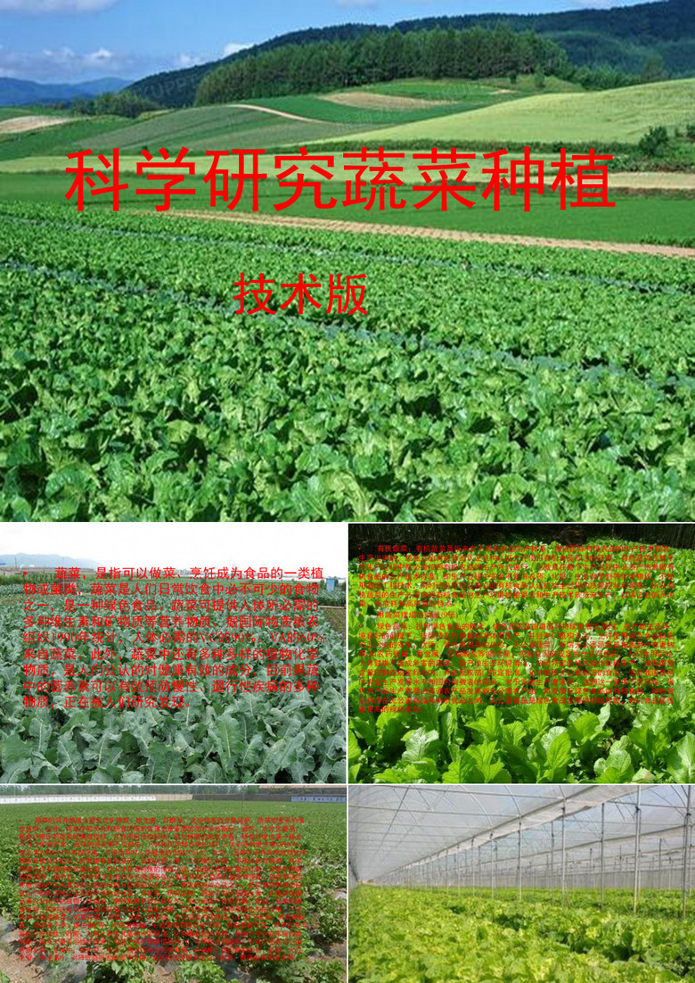 科学研究蔬菜种植