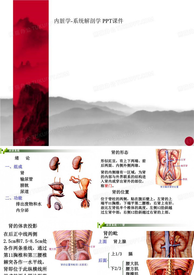 内脏学-系统解剖学 PPT课件
