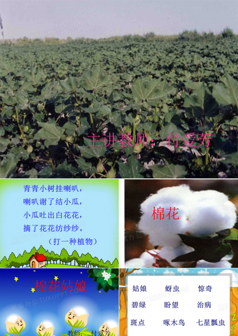 棉花姑娘