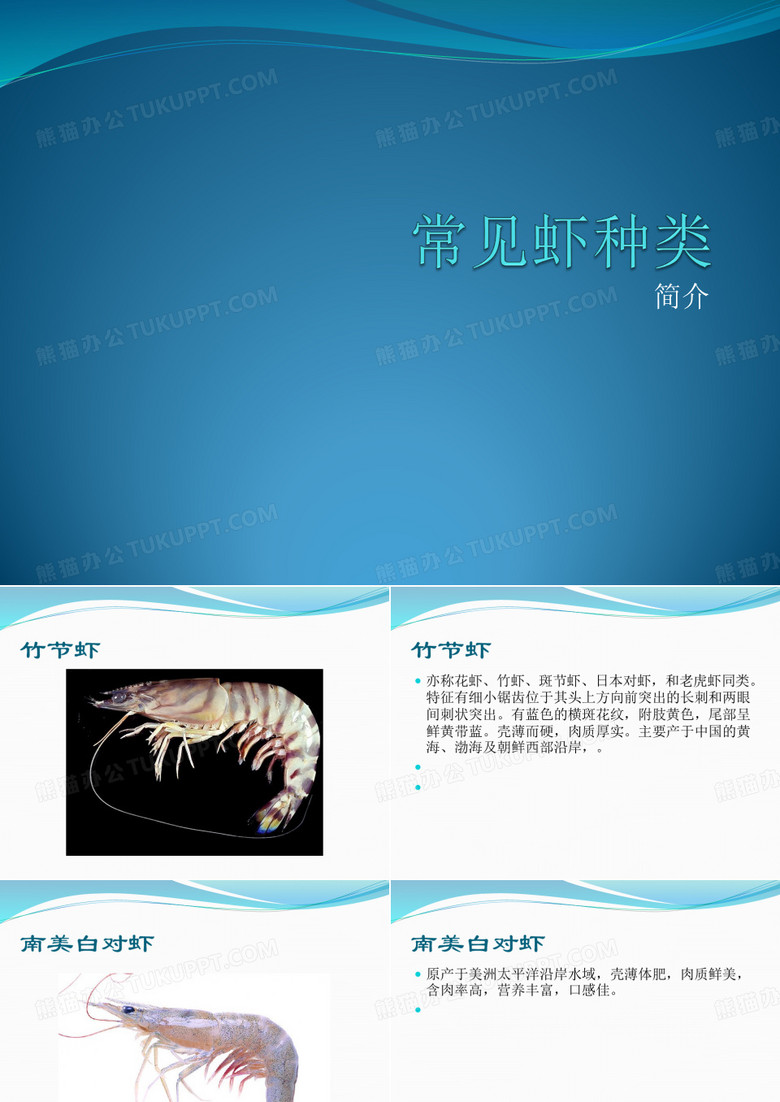 常见虾种类