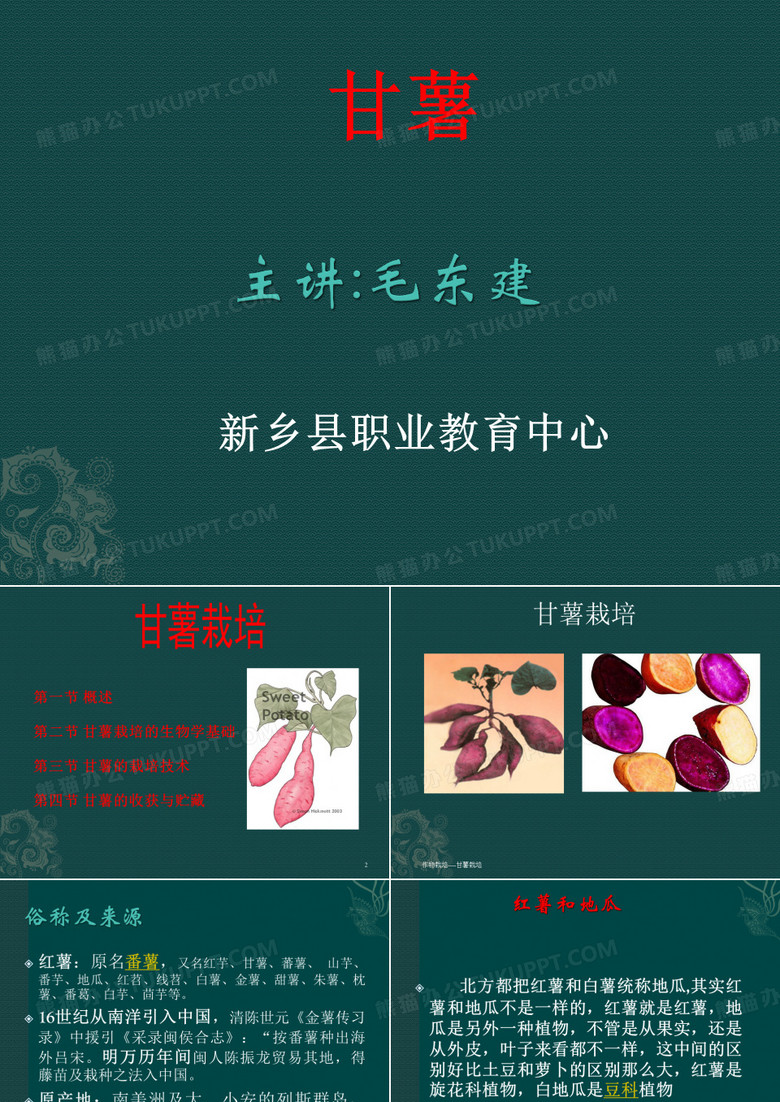 红薯概述与生物学特性
