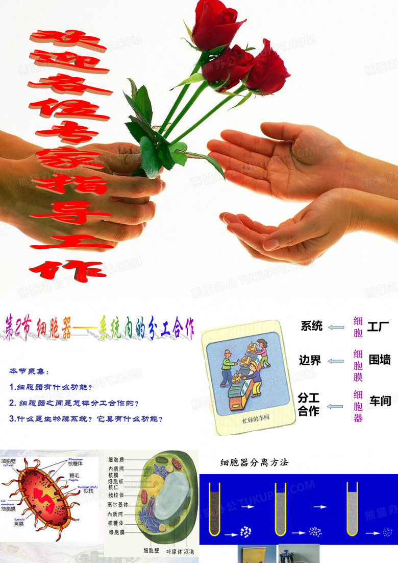 细胞器-细胞内的分工与合作