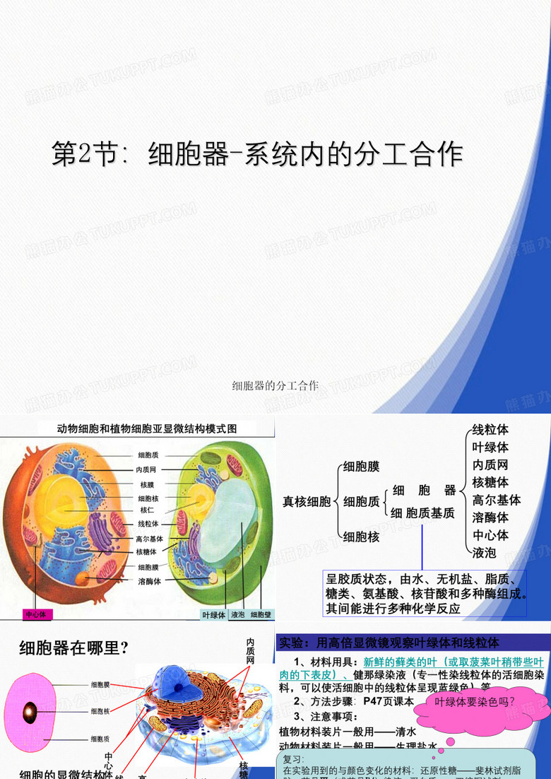 细胞器的分工合作