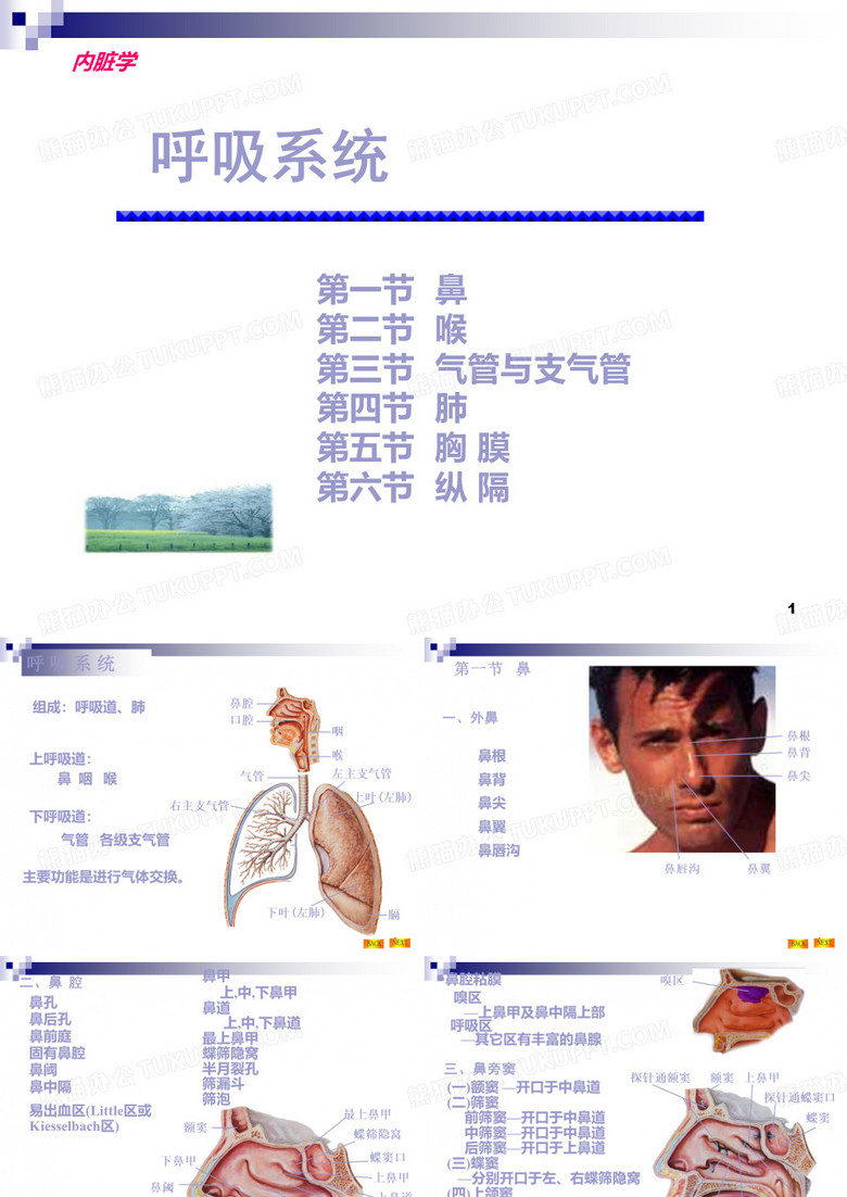 呼吸系统