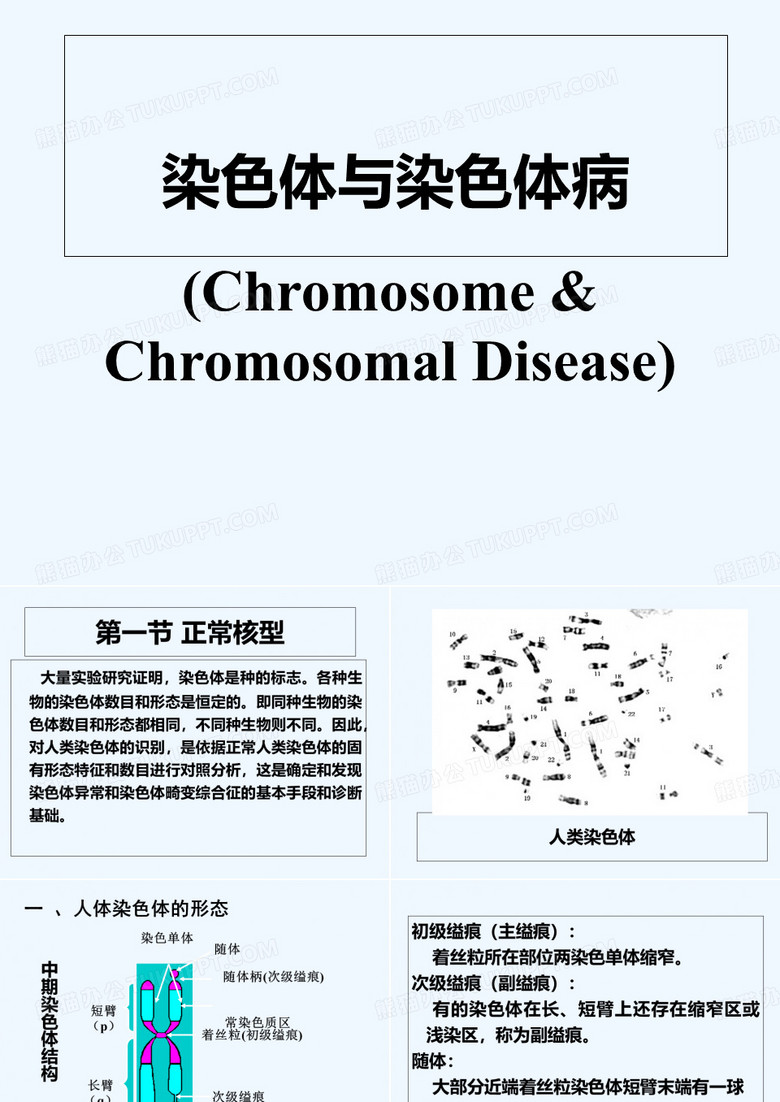 染色体与染色体病 PPT