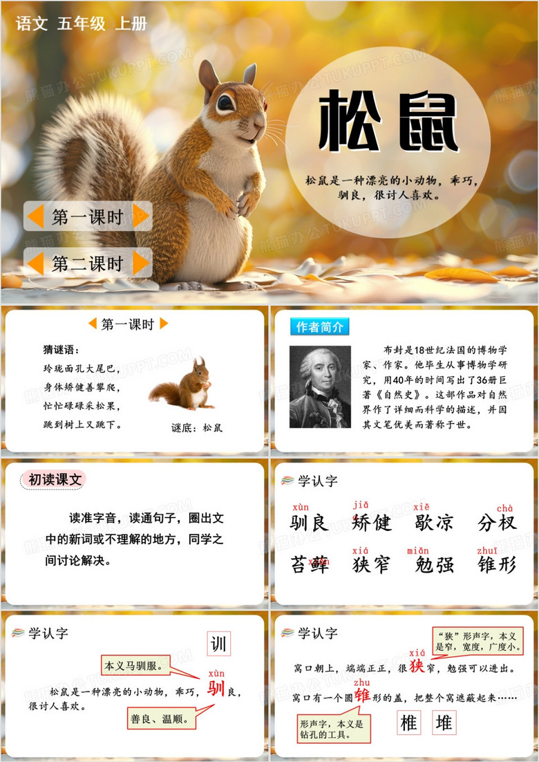 五年级上册松鼠课件PPT模板