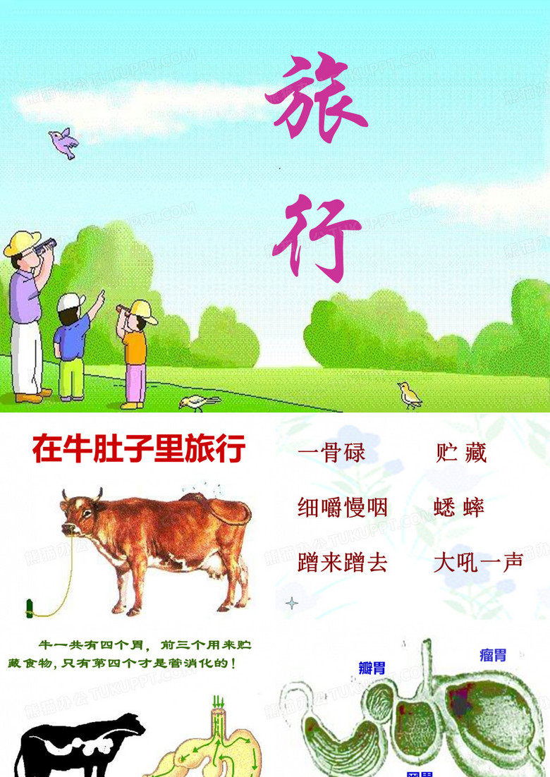 在牛肚子里旅行