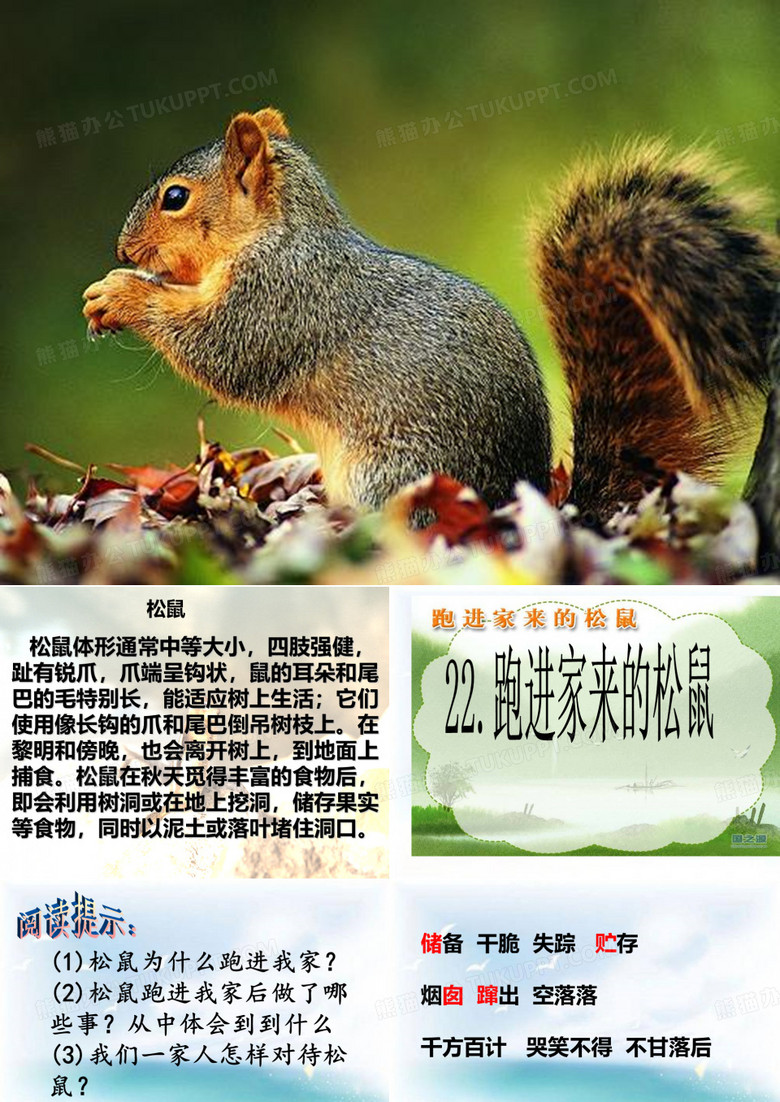 跑进家来的松鼠