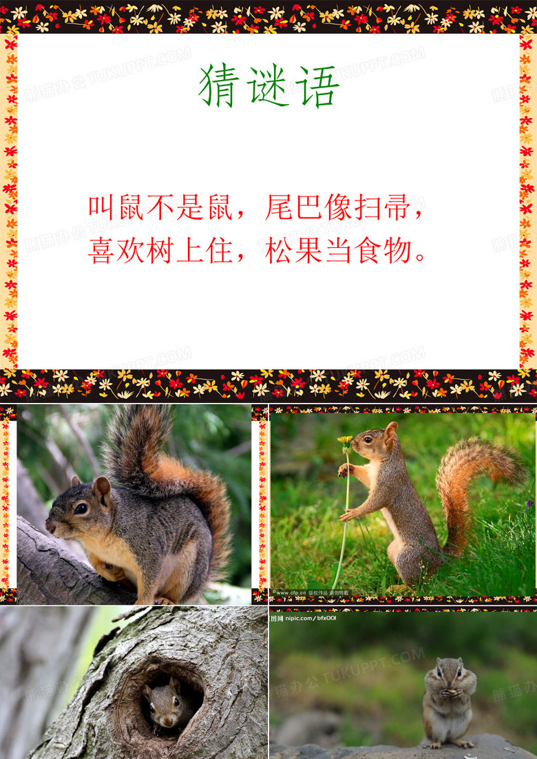 《跑进家来的松鼠》课件