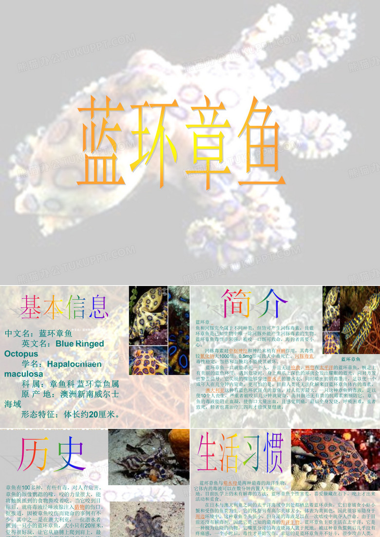 蓝环章鱼