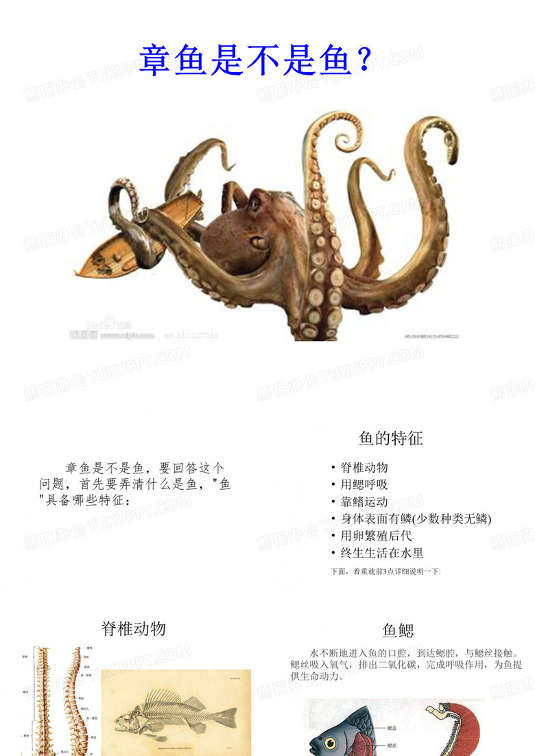 章鱼是不是鱼