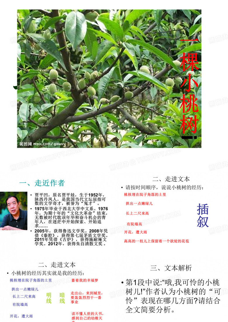 一棵小桃树