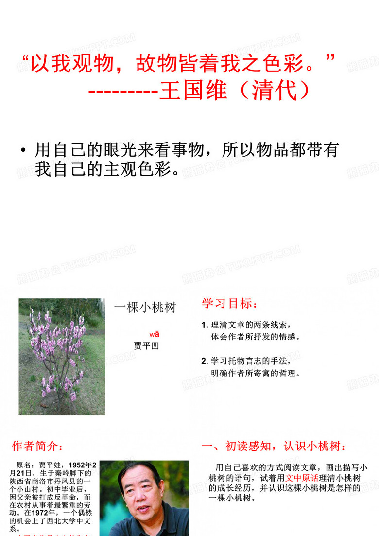 一棵小桃树