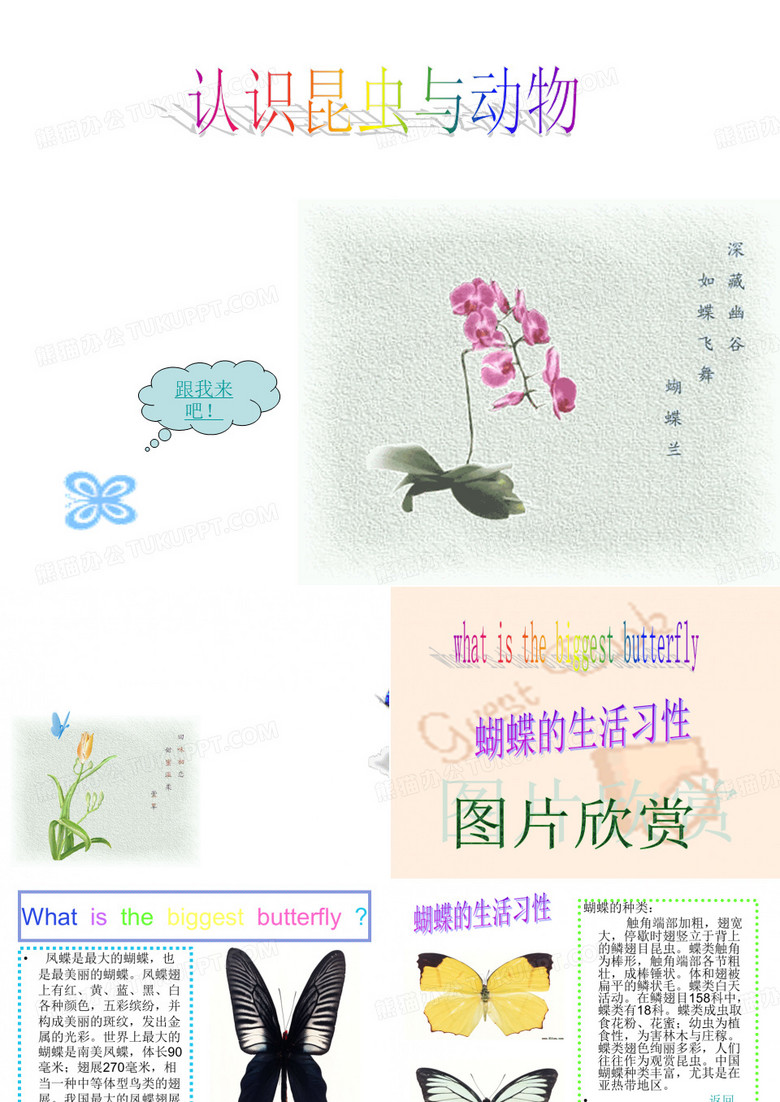 认识昆虫与动物