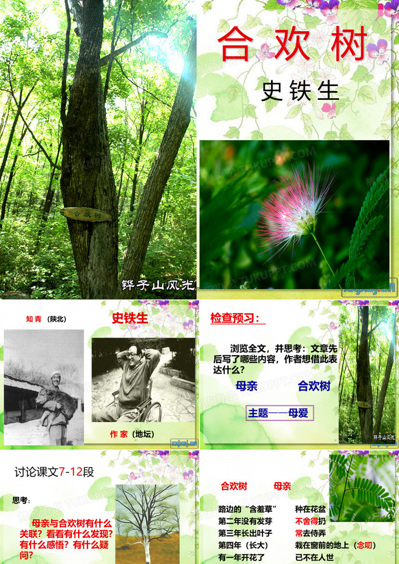 合欢树