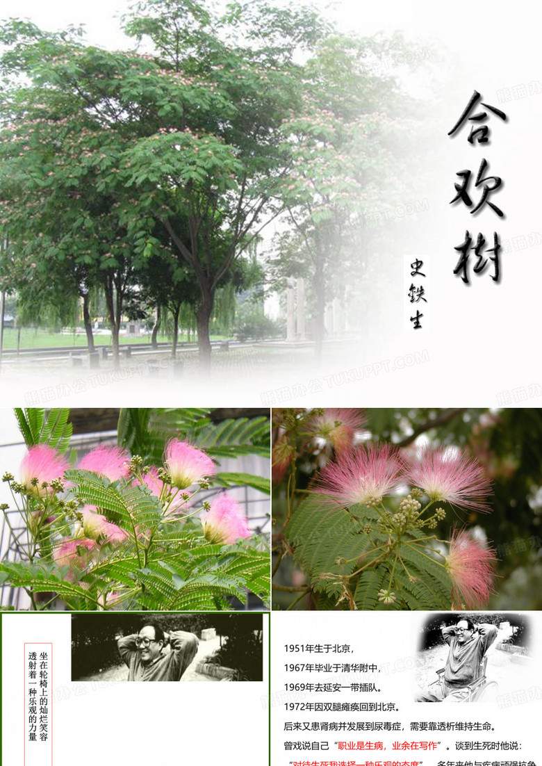 《合欢树》