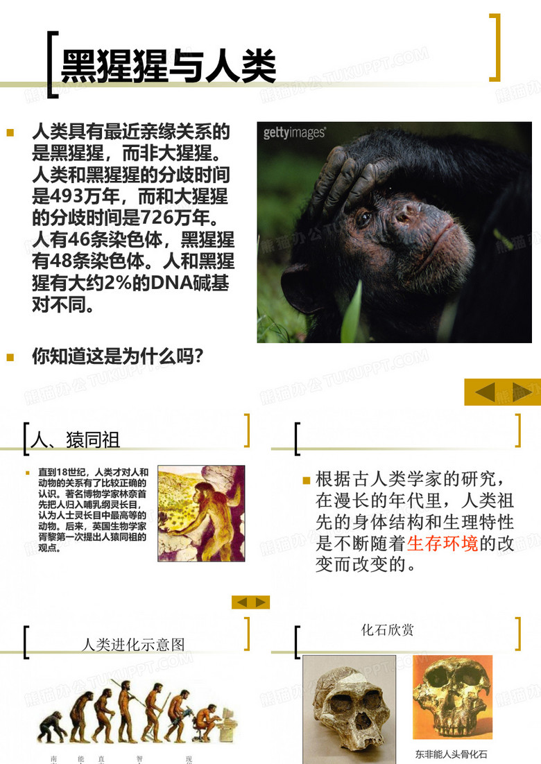 人类的进化