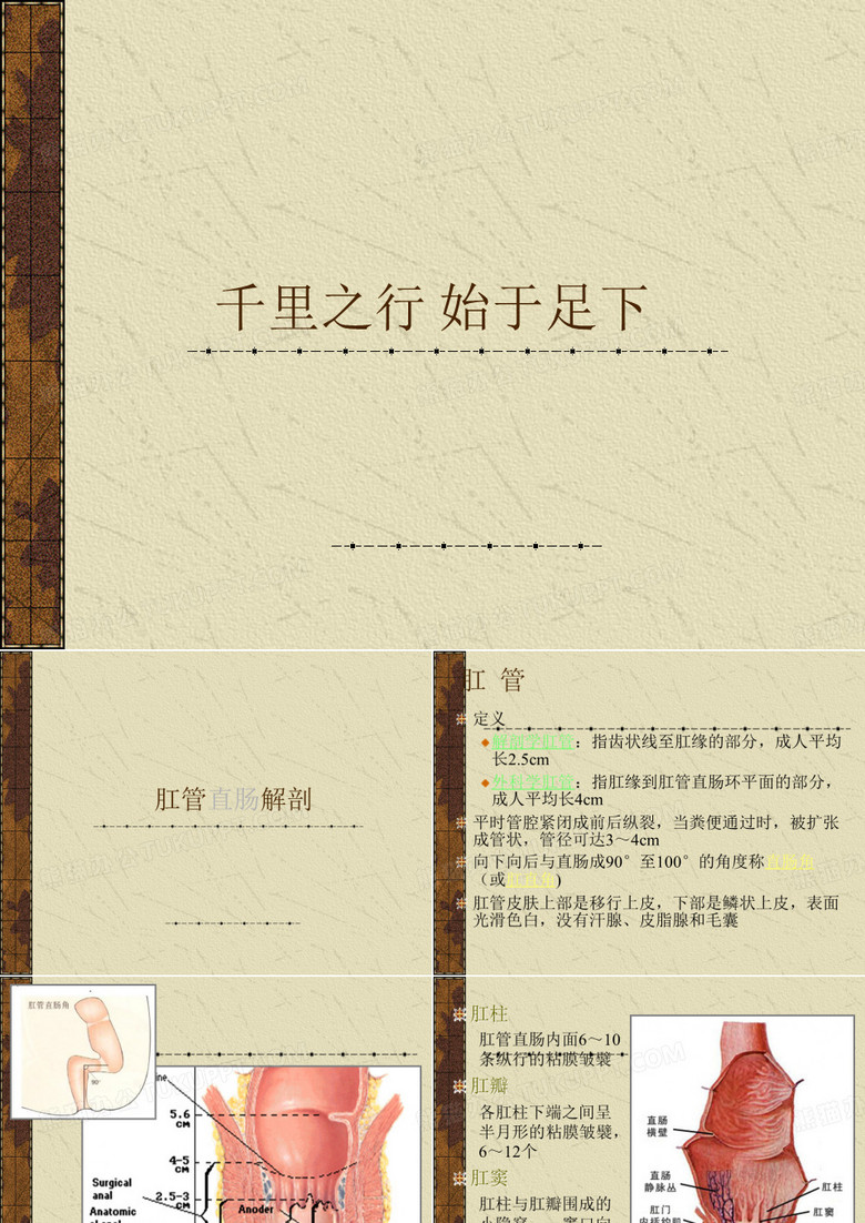 肛肠解剖