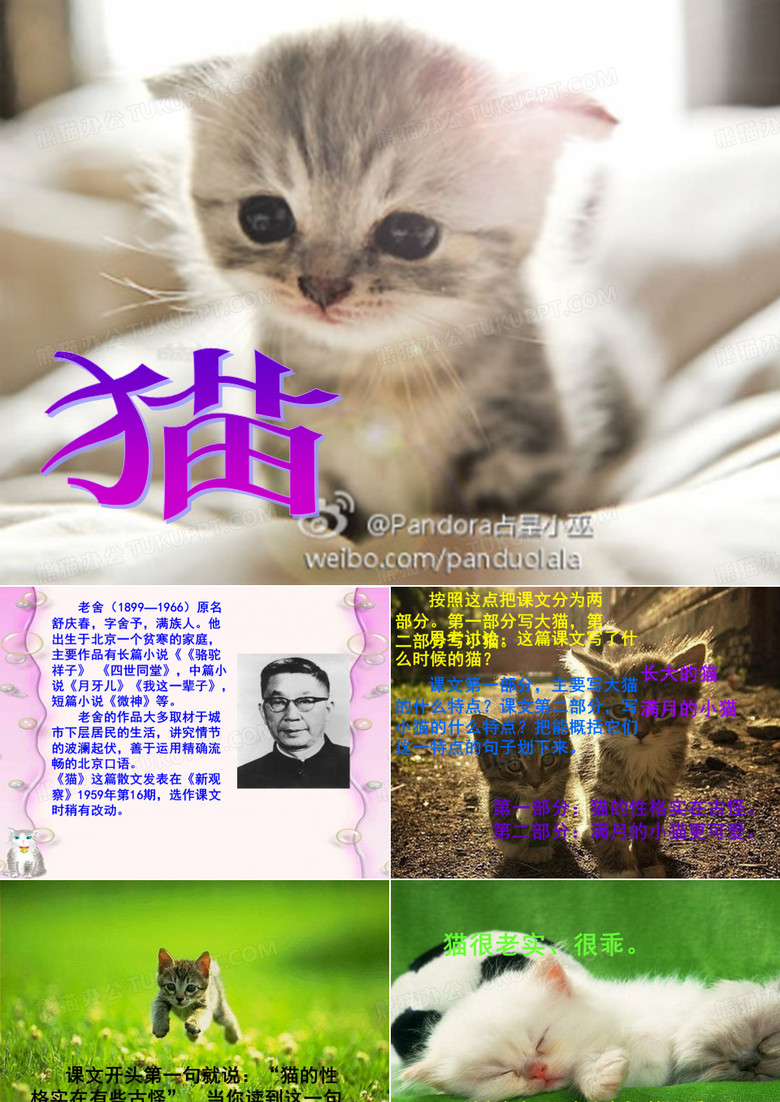 老舍 猫