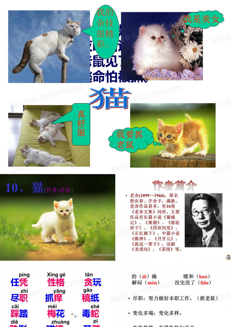 猫_老舍