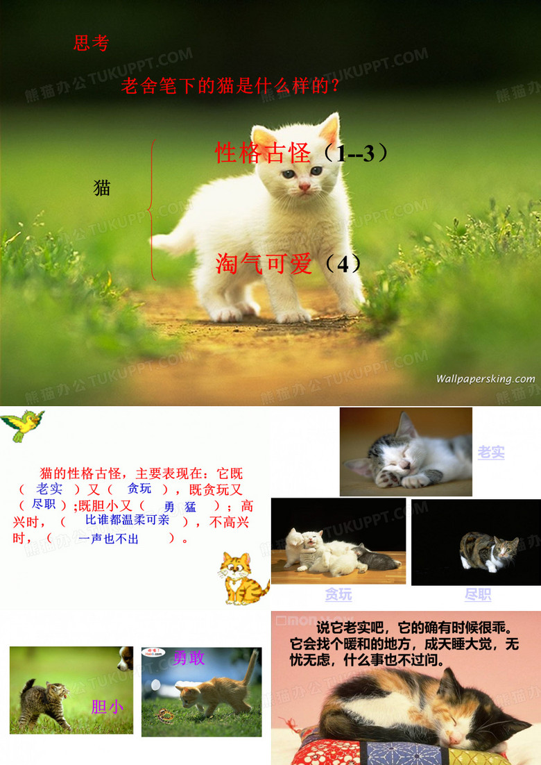 猫_老舍