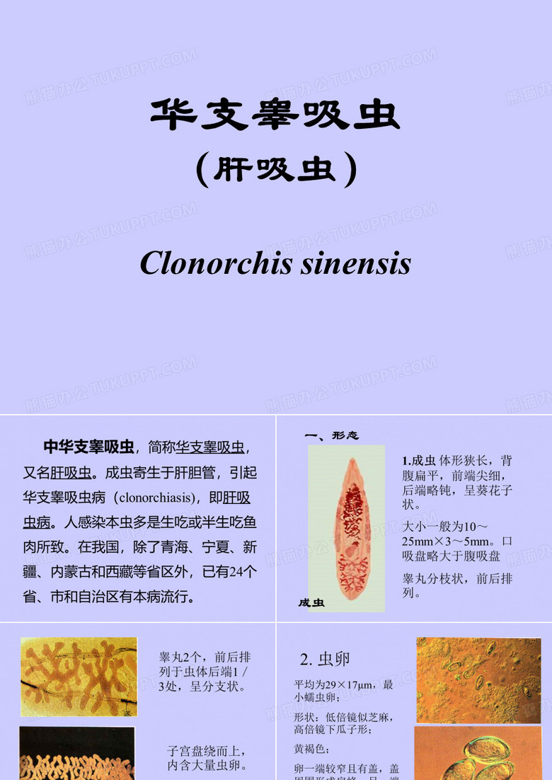人体寄生虫实验肝与胆管寄生虫