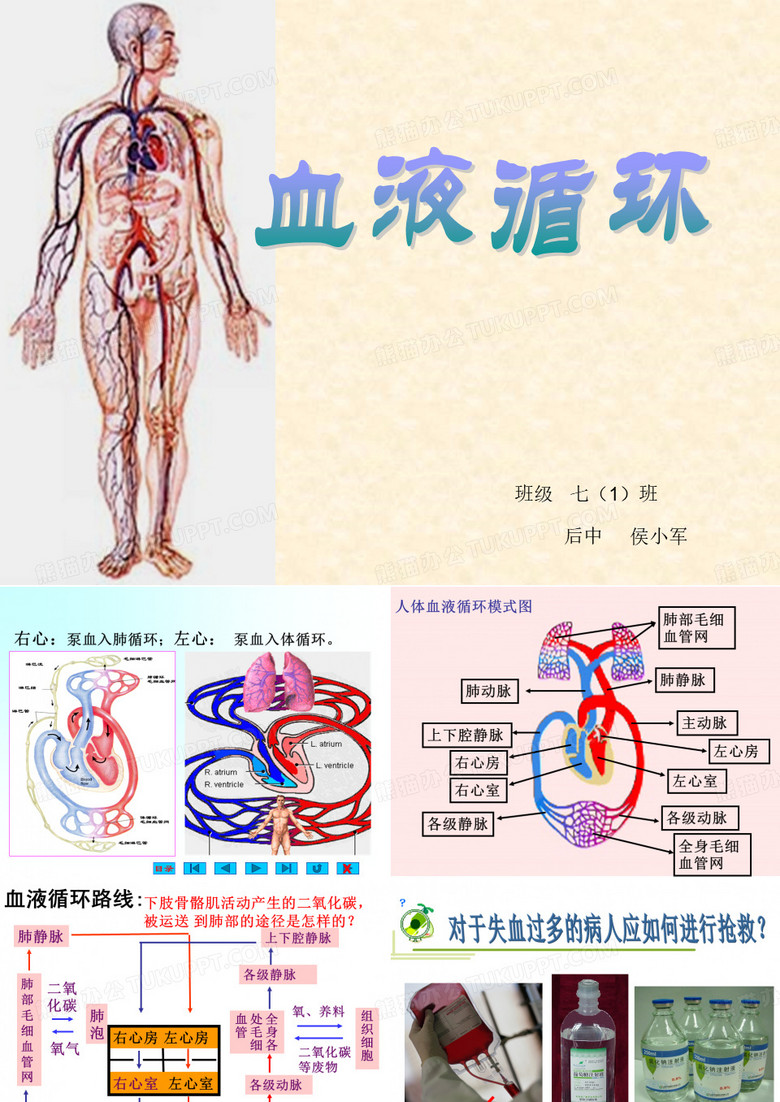 血液循环